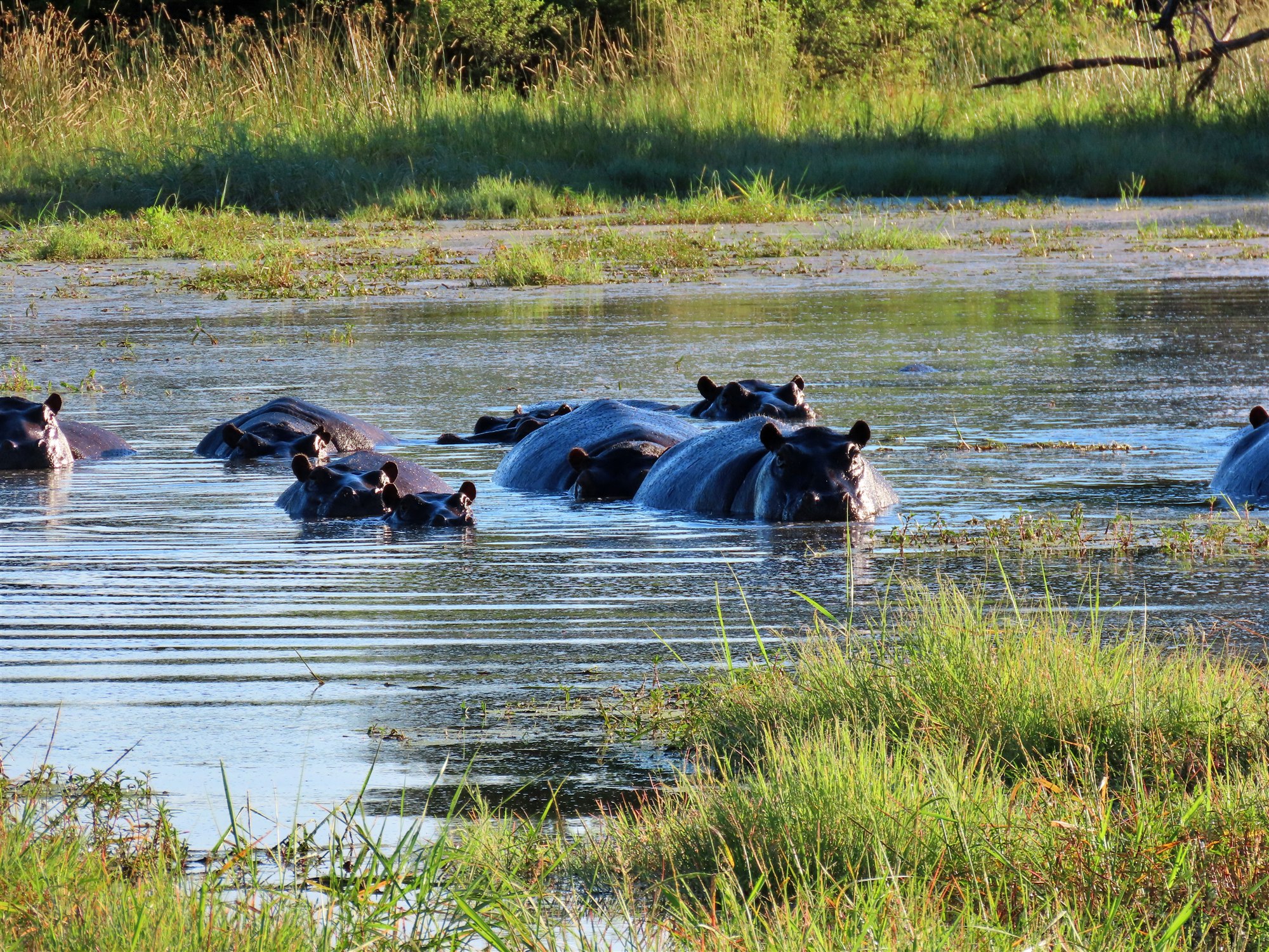 Pod of hippopotamuses gathered in an African wetland