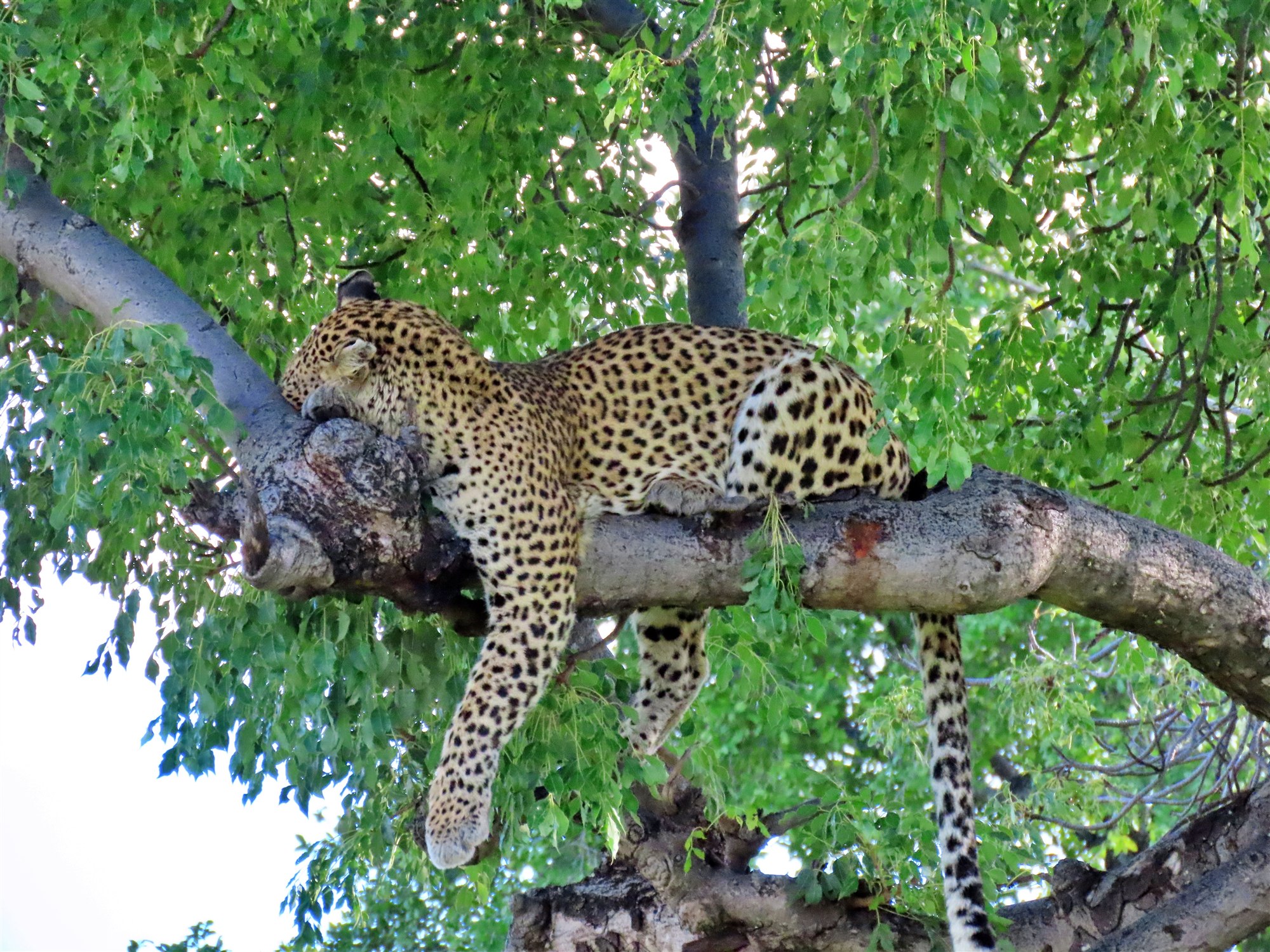 Leopard resting along a tree branch in the African bush