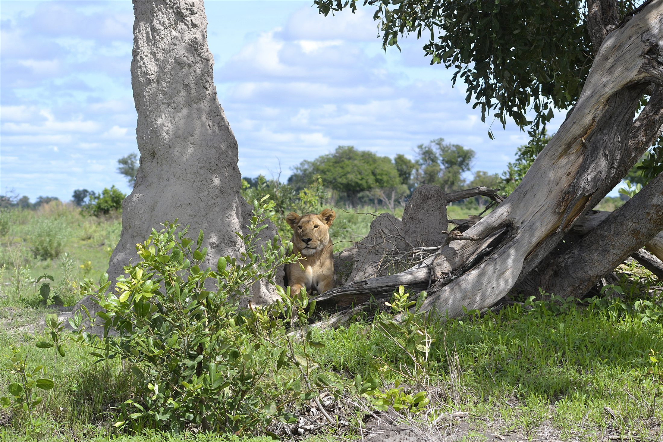 Lion resting in the African bush