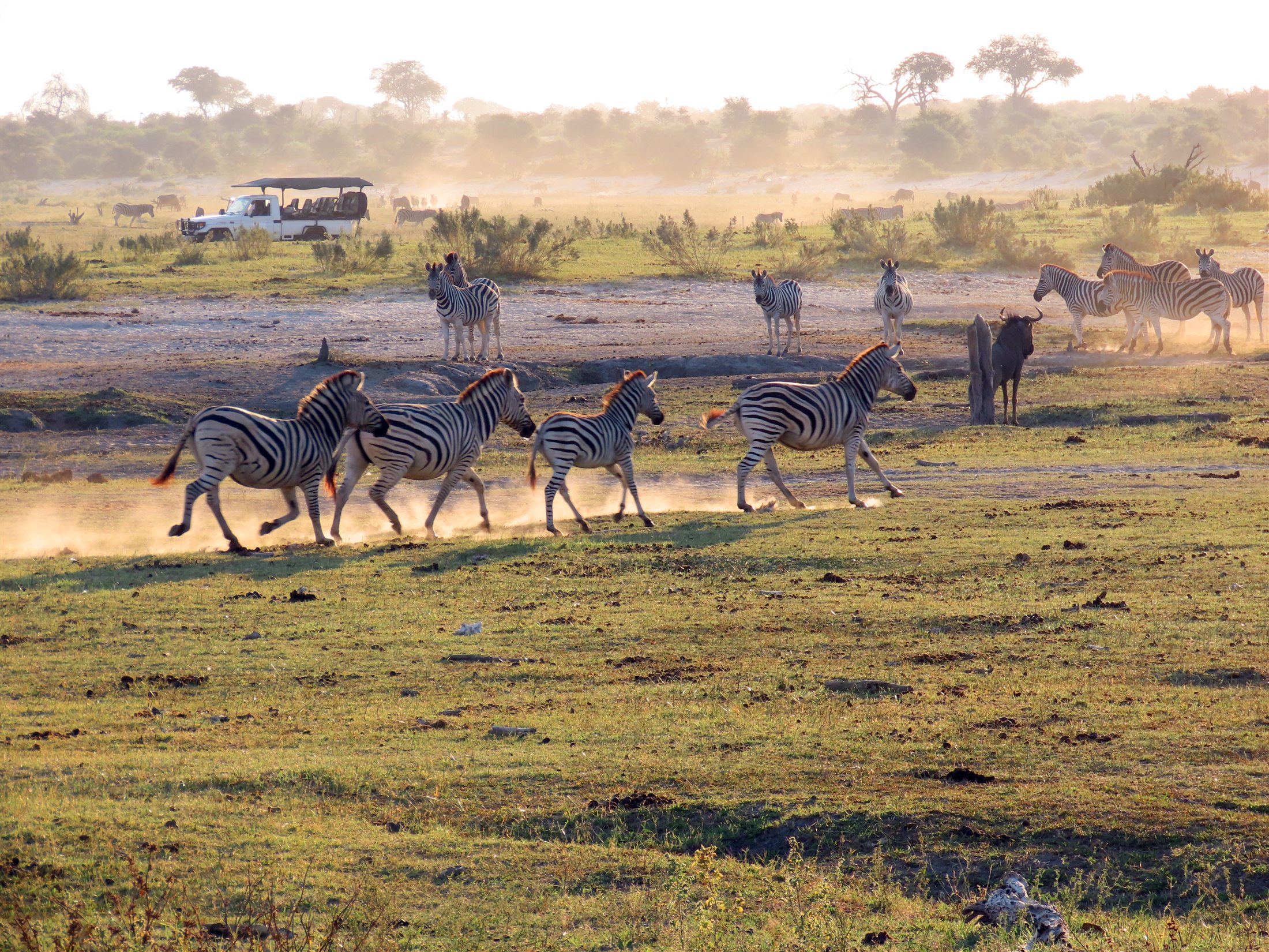 Zebra crossing an African plain at golden hour